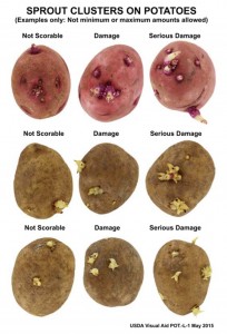 Potatoes- Sprouts Updated 